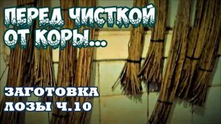 🌿ПЕРЕД ЧИСТКОЙ ОТ КОРЫ ➤ЗАГОТОВКА ЛОЗЫ Ч.10 ➤ ИВОВЫЙ ПРУТ ➤ПЛЕТЕНИЕ из ЛОЗЫ / WICKERWORK