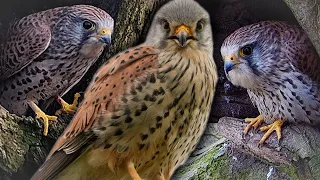 Kestrels Are Mostly Monogamous, Except When They're Not | Jenny & Apollo | Robert E Fuller