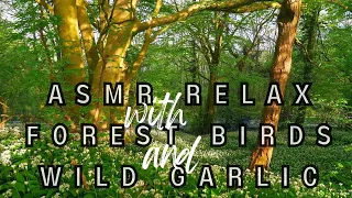 Whispering Woods 🌳: ASMR Adventure with Wild Garlic 🌻 & the Enchanting Song Thrush 🕊️