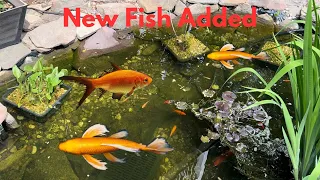 Adding New Koi and Goldfish to my Outdoor Pond