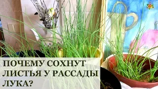 Почему сохнут листья у рассады лука? / Начало эксперимента