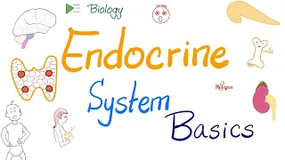 Endocrine System Basics | Biology Lectures