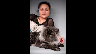 Большая черная кошка Мейн кун мальчик Bagram/Big black cat Maine Coon