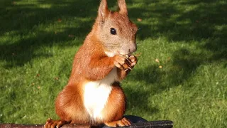 Eichhörnchen im Garten - so werden sie futterzahm