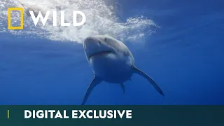 How Much Do You Know About Sharks?  | Sharkfest | National Geographic Wild UK