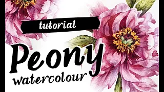 Peony flower watercolour painting