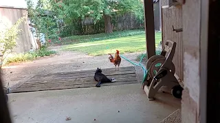 CAT and ROOSTER