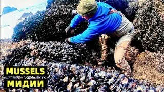 AMAZING  MUSSELS HARVESTING FORAGING AND COOKING RECIPE. МИДИИ СБОР И ПРИГОТОВЛЕНИЕ. ТИХИЙ ОКЕАН США