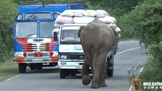 Paddy lorry saved from wild elephant with great effort.