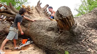 Salvaging the Biggest Cherry Tree in Iowa | Urban Logging