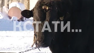 Нижегородские коровы теперь будут выбирать себе пару по техническим показателям