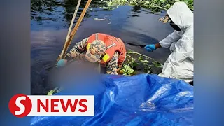 Body of woman attacked by croc in Miri found