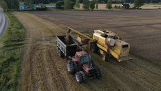 Wheat harvesting. NEW HOLLAND TX62 -2020