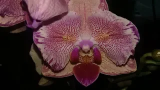 Орхидеи для подписчиков//Клевета или глупость?