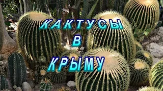 Кактусовая оранжерея НБС.