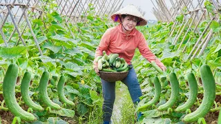 Harvest 30kg of Main Season Cucumber - Take It To Upland Market To Sell | Free New Life