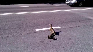 Утка с утятами переходит дорогу в "неположенном месте"/ Duck with ducklings crossing the street