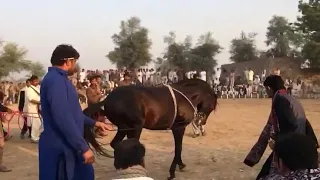 Best Horse Dance by Nasir khan pathan