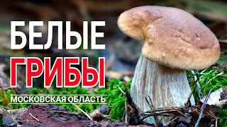 Я В ШОКЕ! БЕЛЫЕ ГРИБЫ НА КАЖДОМ ШАГУ! ГРИБНЫЕ МЕСТА ПОДМОСКОВЬЯ - ИЮЛЬ 2023