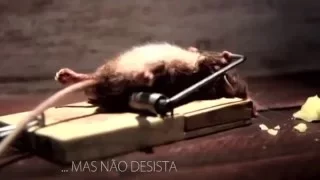 Motivação - Aprenda Resiliência com o Ratinho ( engraçado )