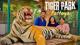 Thailand Tiger Park | Pattaya | Explore Now! 🐅 #thailand  #travel