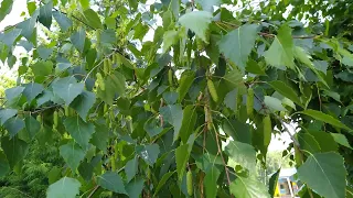 Листья березы на ветру. Birch leaves in the wind.