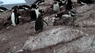 Criminal Penguin: Gentoo Penguin steals a rock for his nest - 1, Cuverville Island - Antarctica