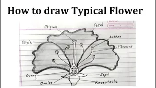 How to draw the structure of typical flower step by step ?