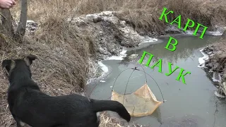 КАРП НА ПАУК! Рыбалка на паук в ручьях! ВОТ ЧТО ЗНАЧИТ ВО ВРЕМЯ ПРИЕХАТЬ!