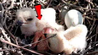 The baby Falcon has just hatched from the egg @AnimalsandBirds107
