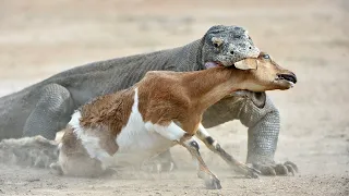 The Komodo Dragon's Deadly Encounter with a Fearless Goat