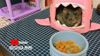 Таблица кормов для крыс 🐀