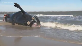 NOAA: Endangered whale died from 'catastrophic blunt force trauma'