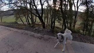 Rencontre inattendue avec un Patou et ses moutons