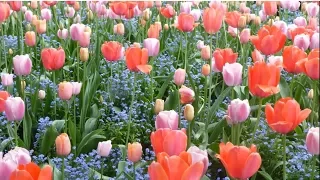 FRANCE - MONET's GARDEN at Giverny, France in Springtime