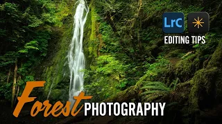 Editing Your Forest Photography With Lightroom & Luminar Neo