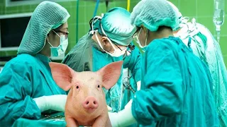 El primer trasplante de corazón de un cerdo a humano