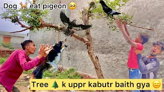 Pankh katta kabutr nikal gya 😖 ( New pigeon sit on tree 🌳) Dog ne khaa liya