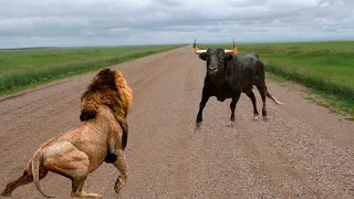 THIS LION WAS KILLED WITH SHARP HORNS