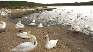 Abbotsbury Swannery In 4K. Dorset.