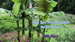 Xauj Tau Tsev Muaj Dab Nyob St Paul 9/03/23