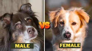 Male Australian shepherd Vs Female Australian shepherd Dog - Key Differences