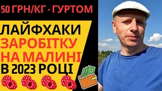 ЯК ПРОДАТИ МАЛИНУ ДОРОГО‼️ Бізнес на малині в 2023. Малина гуртом по 50. Заробіток в селі на малині.