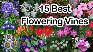 15 Best Flowering Vines / Flowering Creepers. Permanent Flowering Plants. Flowering Climbers.