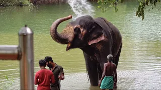 Elephants' bathing in Kottoor Kappukadu Elephant Rehabilitation Centre | Neyyar Dam, near Trivandrum