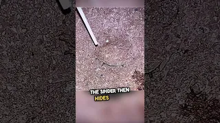This insect just made the worst mistake of its life...