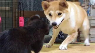 柴犬もも 子猫がうちにやってきた Shiba Inu and a kitten