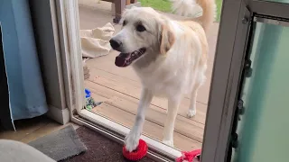 Play Fetch with Buddy