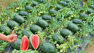 How I Grow Early Season Watermelons Large And Super Sweet Fruits, Even Without Garden