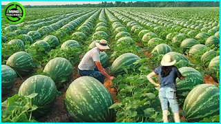 How To Harvest Watermelons In Farm|The Most Modern Agriculture Machines That Are At Another Level▶13